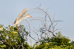 Cattle Egret Landing