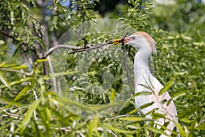 Cattle Egret With A Large Branch In Its Beak, Building A Nest