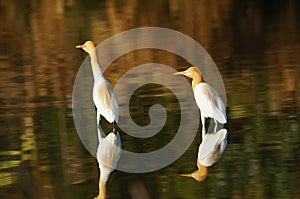 Cattle egret are looking for food in the riverbank