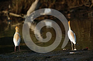 Cattle egret are looking for food in the riverbank