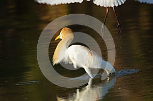 Cattle egret are looking for food in the riverbank