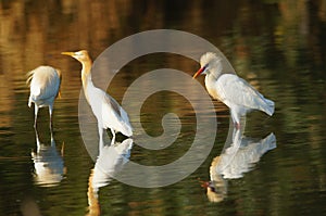 Cattle egret are looking for food in the riverbank