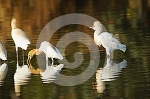 Cattle egret are looking for food in the riverbank