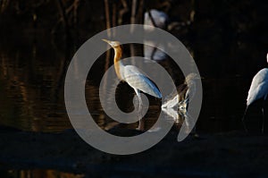 Cattle egret are looking for food in rivers or lakes