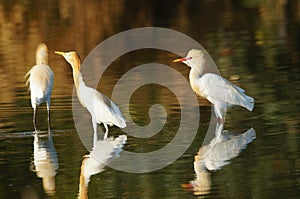 Cattle egret are looking for food in rivers or lakes