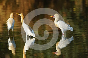 Cattle egret are looking for food in rivers or lakes