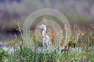 Cattle egret, Mabamba Bay, Uganda