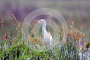 Cattle egret, Mabamba Bay, Uganda