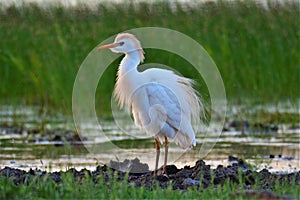 CATTLE EGRET in Mateing Plumage