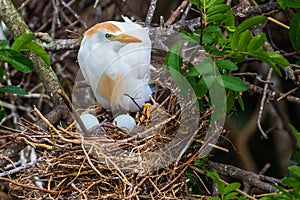 Cattle Egret On Nest