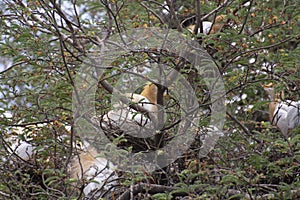 Cattle Egret Nesting Site on Tamarind Tree at  Dewas City