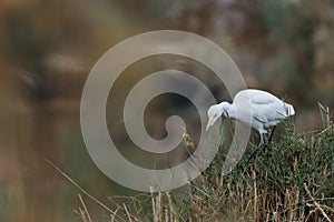 Cattle egret in the Oasis of Bahariya