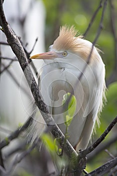 Cattle Egret Bubulcus ibis in Brreeding Plumage with Orange Topknot