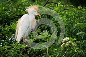 Cattle Egret