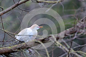 Cattle egret perched in a tree