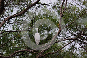 Cattle egret perched on tree branches of the mangrove tree