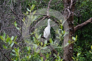 Cattle egret perched on tree branches of the mangrove tree