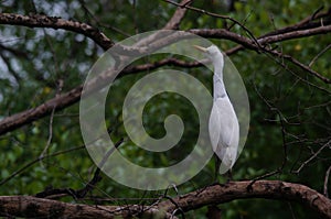 Cattle egret perched on tree branches of the mangrove tree