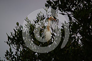 Cattle egret perched on tree branches of the mangrove tree