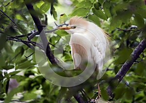 Cattle egret perched in a tree, closeup