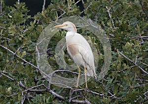 Cattle egret perched in a tree