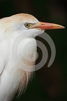 Cattle Egret Portrait
