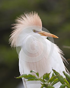 Cattle Egret portrait