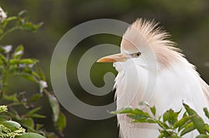 Cattle Egret portrait