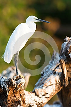 Cattle egret portrait