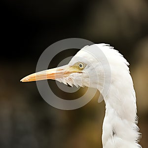 Cattle egret portrait