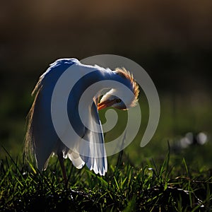 Cattle egret preening with backlight