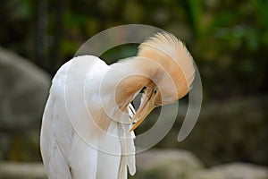 Cattle egret preening