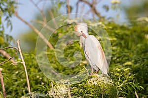 Cattle Egret Preening Itself.
