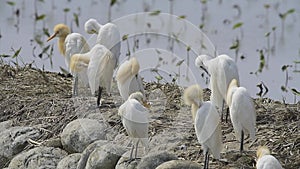 Cattle Egret preening ( Taiwan birds ).