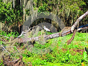 A Cattle Egret rests along the bank of a florida river