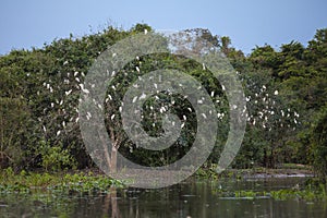 Cattle Egret Roost Along Riverbank, Wide Angle