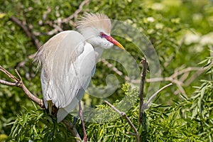 Cattle Egret With Ruffled Breeding Feathers