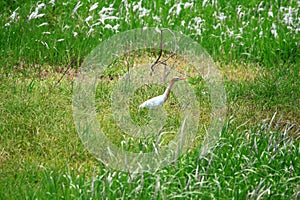 Cattle Egret photo