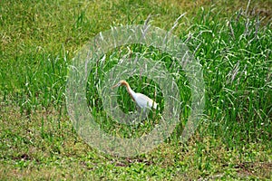 Cattle Egret photo