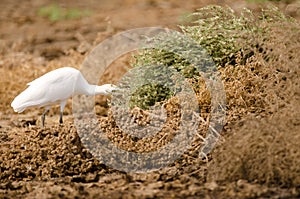 Cattle egret searching for food.