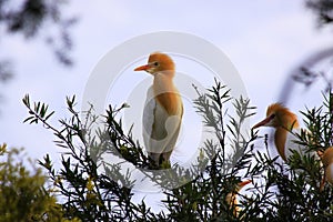 A cattle egret sitting on a branch of tree