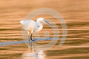 Cattle egret spearing a fish in golden water