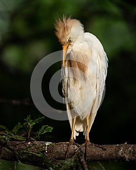 Cattle Egret in Florida