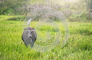 A cattle egret standing on the back of a water buffalo in the Philippines.