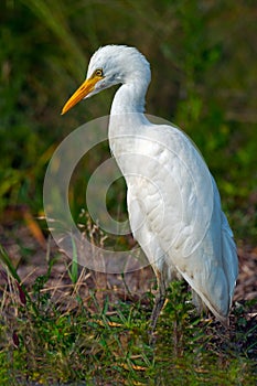 Cattle Egret