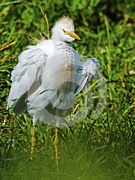 Cattle Egret