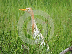 Cattle Egret standing in green grass - India bird watching