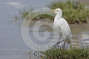 Cattle Egret