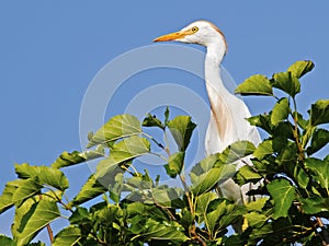 Cattle Egret