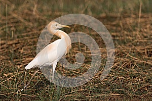 Cattle egret stands with head held back
